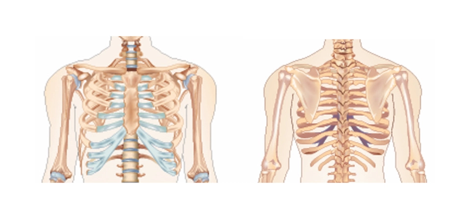 The Significance of Thoracic Blockages for the Autonomic Nervous System – Neural Therapy and Its Clinical Relevance Authors: Hüseyin Nazlikul, Fatma Gülçin Ural Nazlikul, Yusuf Tamam, Ralf Oettmeier, Tijen Acarkan, Uwe Rudolf Max Reuter.