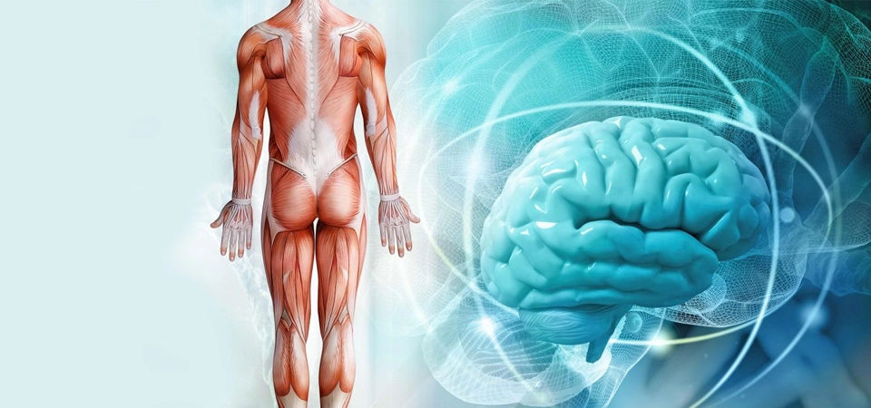 Fibromiyalji Nöralterapi Etkin Çözüm Nöralterapi ile Fibromiyaljiden Kurtul