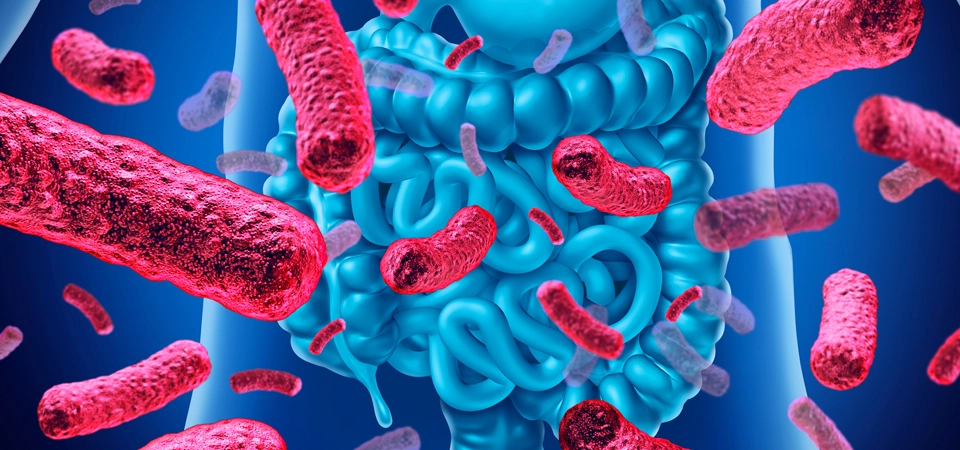 Probiyotiklerin İnsan Sağlığındaki Önemi İnsanlar kendi hücrelerinden sayıca 10 kat fazla (100 trilyon) olan faydalı bağırsak mikroplarıyla (probiyotikler) ortak bir yaşam sürdürmektedir.