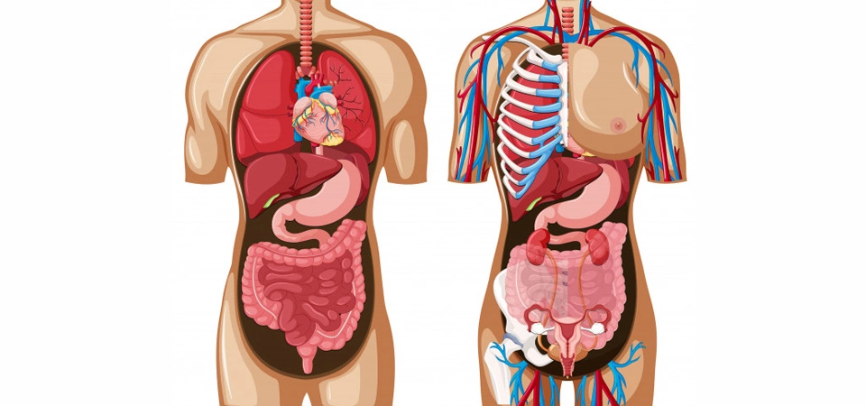 Hastalık Olduğunda Vücutta Neler Oluyor? Sağlığımız; bütün organ sistemlerinin arasındaki istikrarlı ve hassas bir şekilde sürdürülen dengenin bozulması durumunda tehlikeye girer.